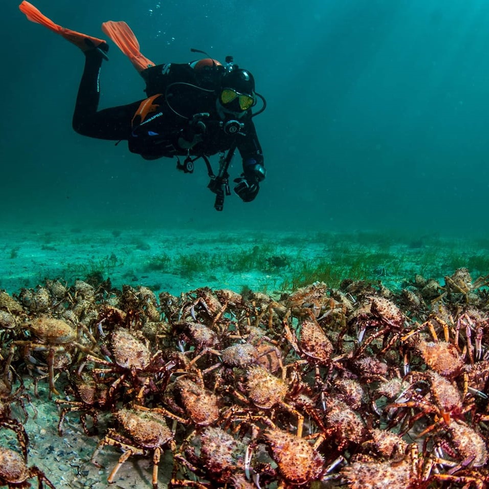 Jörg diving with some spider crabs